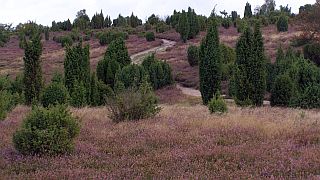 Ellerndorfer Wacholderheide  Petra Hitz-Bergmann