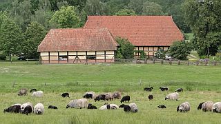 Landschaft bei Bad Bevensen - Foto: Petra Hitz-Bergmann