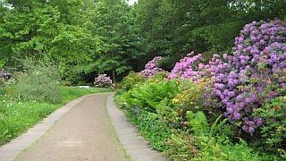 Rhododendron - Foto: PHB Rhododendron - Foto: PHB