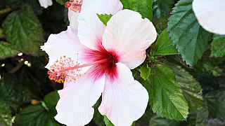 Hibiskus - Foto: Quarknet.de / Iris Bünte Hibiskus - Foto: Quarknet.de / Iris Bünte