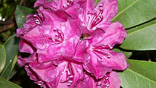 Rhododendron - Foto: Quarknet.de / Iris Bünte Rhododendron - Foto: Quarknet.de / Iris Bünte