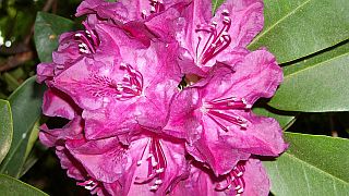 Rhododendron - Foto: Quarknet.de / Iris Bünte